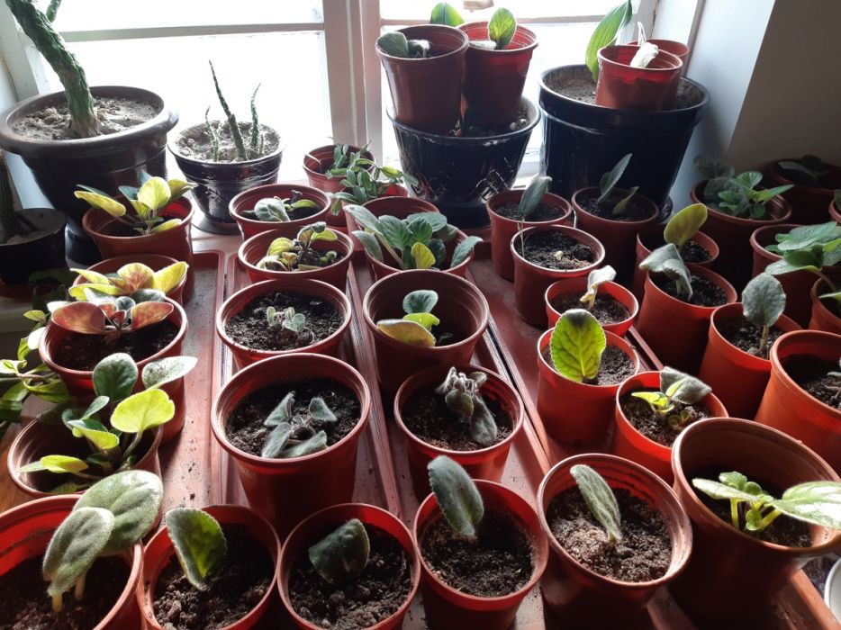 Цветы шикарные.поднимают настроение и улучшают цвет лица