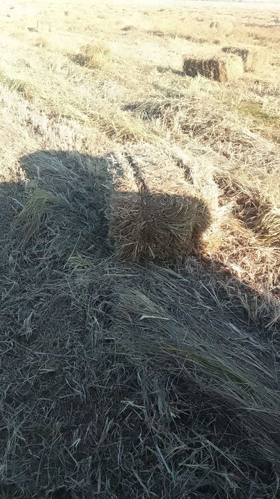 Продам сено по 500