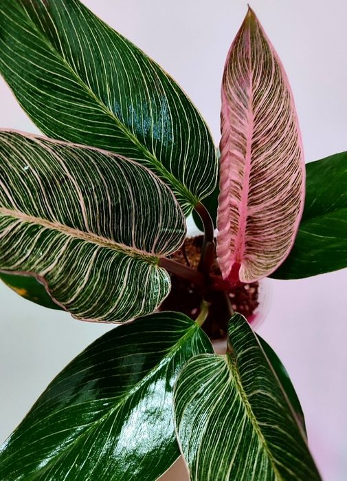 Филодендроны разных сортов