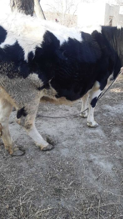 Boqiladigan sigir sotiladi