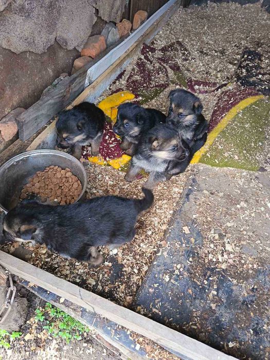 Продават се Немски овчарки