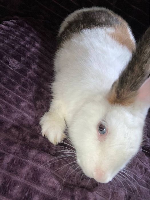 Galland panda samka sotiladi