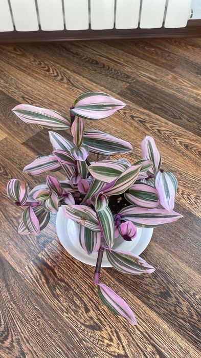 Цветы комнатные Драцена Хлорофитум