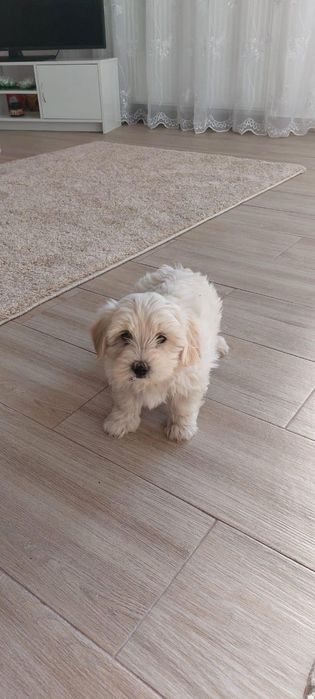 Bichon maltez baiat