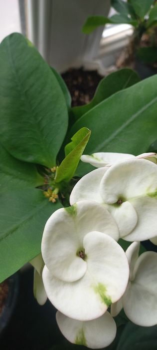 Молочай миля сортовые