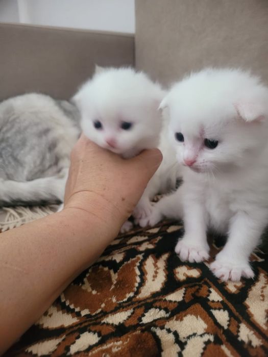 Котятя котятки котята