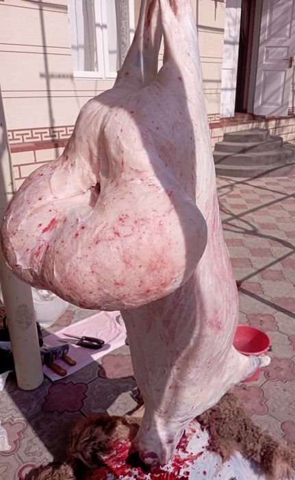 Кассоб-Qassob-Мясник service hizmati