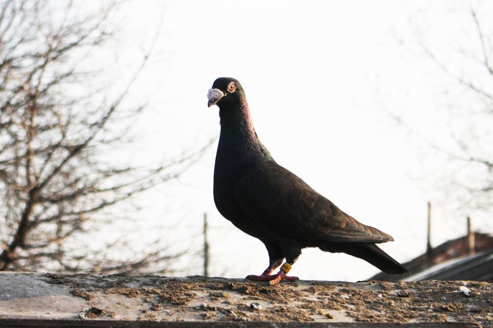 Voiajori de vânzare