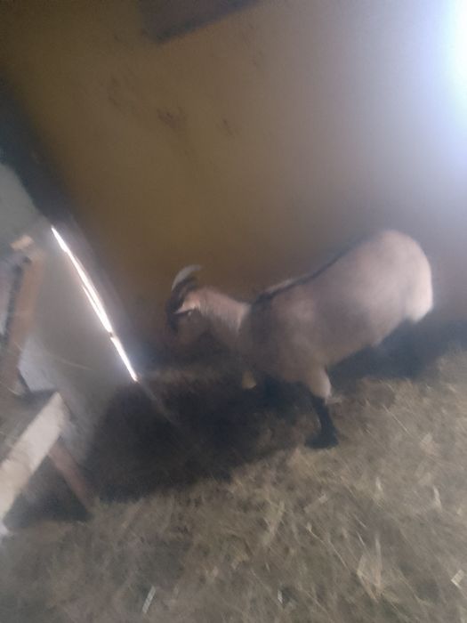 De vânzare doua capre