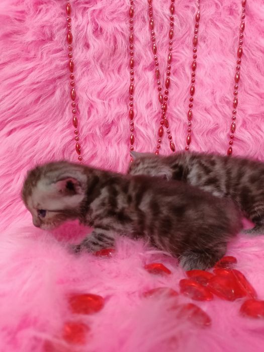 Продам котят шотландка +бенгал