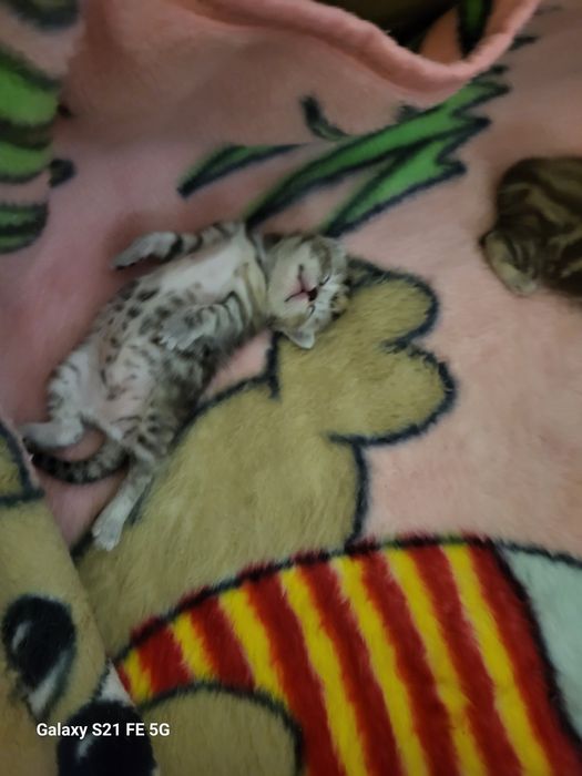 Продам шотландский котят.