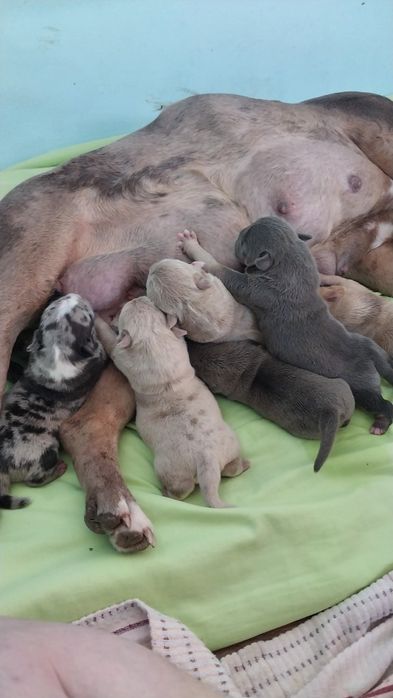 Американский булля