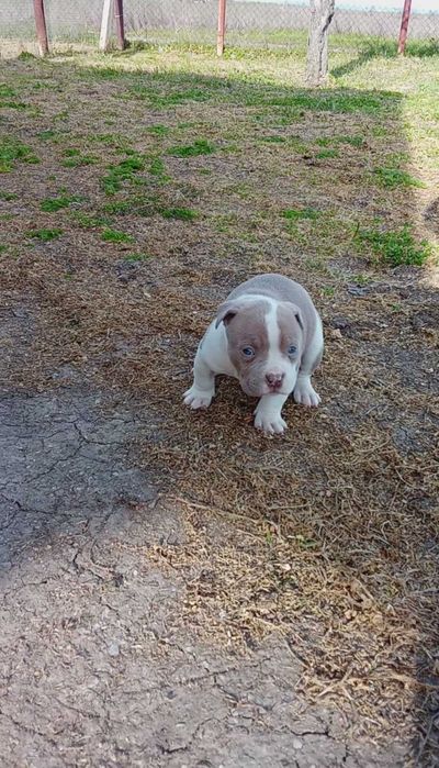 Американско були стандарт