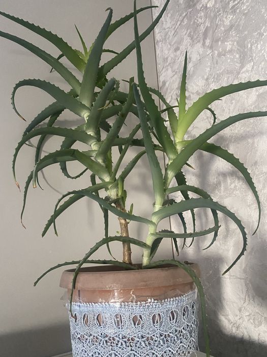 Продам алое на 342 кв