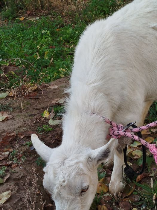 Орыс Ешкі Сатылады