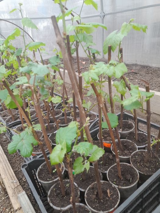 Продаю саженцы  винограда