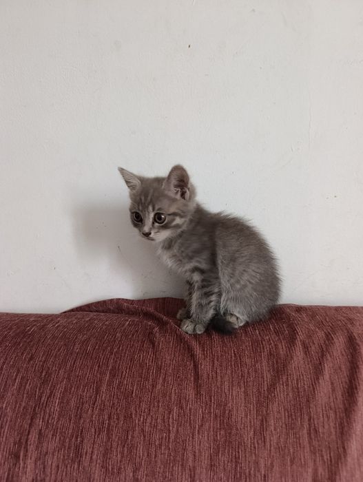 Котенок.Возраст 1.5-2 мес.