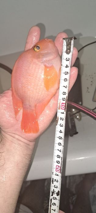 Продам Цихлиду Попугай (Blood Parrot)
