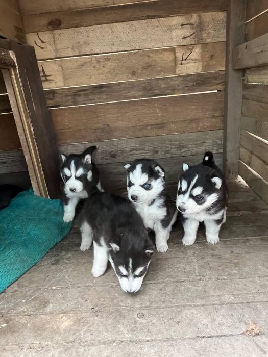 Продам  щенка Сибирской хаски