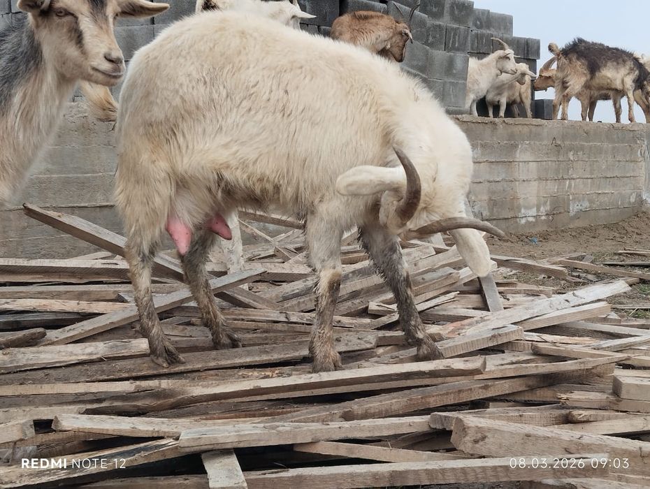 Козы зааининские  первородки