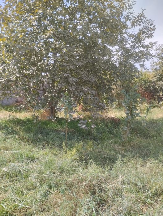 Toshkendan uncha uzo bomagan yer uchastka sotiladi