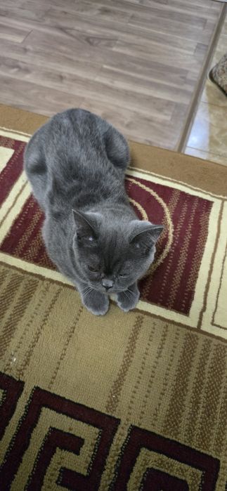 Кошка домашняя )))