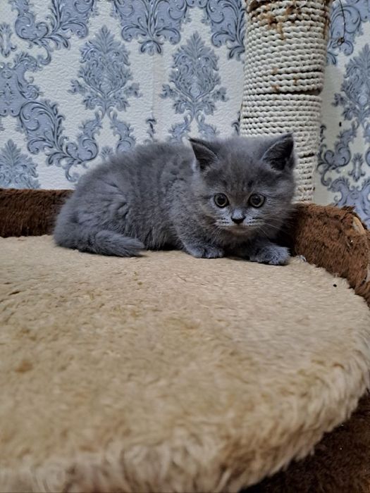2 ойлик мушук стаман