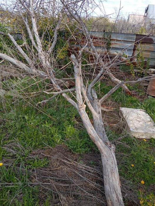 Дрова яблони для шашлыка или копчения