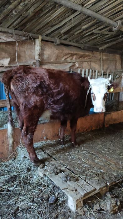 Буаз жас қашар сатылады.