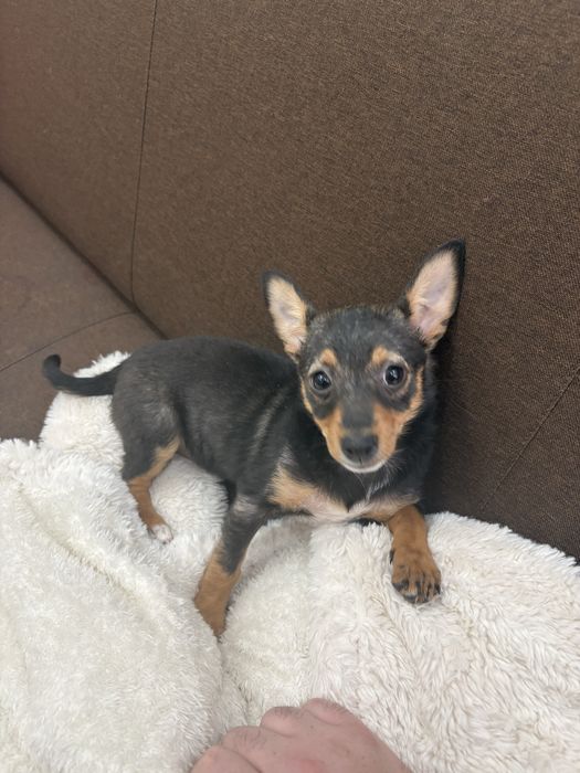 Пинчер на 4 месеца с ваксини и паспорт