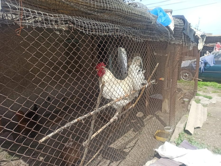 Петух продам в Заре домашний