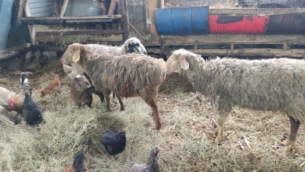 Продам овец матки