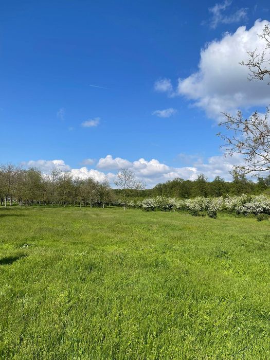 Vând teren 36500 mp Gulia