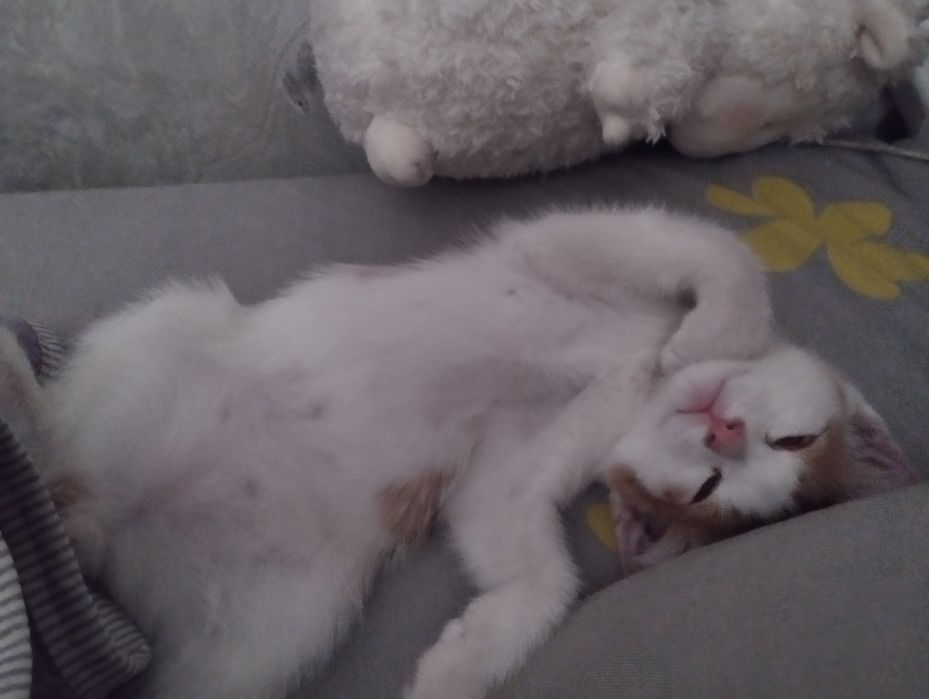 отдам даром котенка