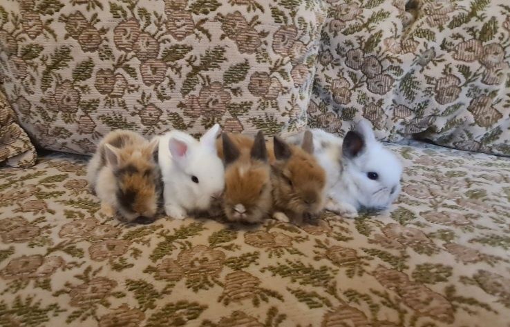 Iepurasi de companie cap de leu pitic