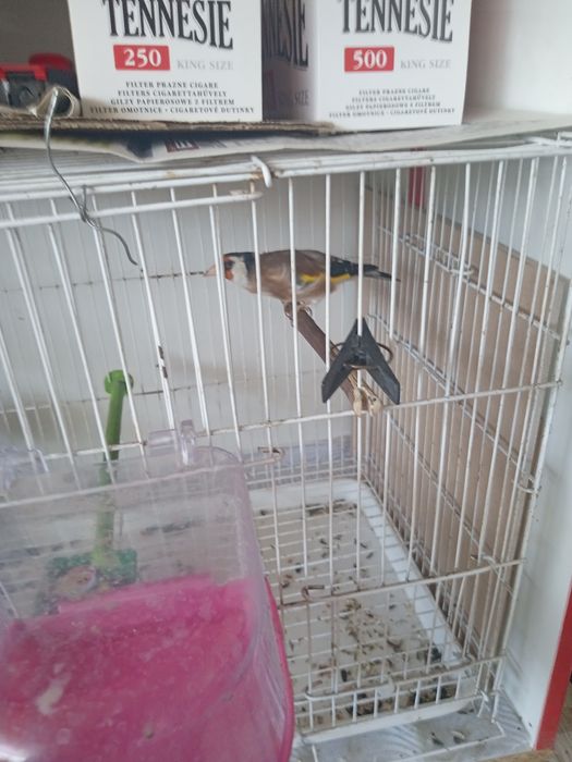 Птички канарейки