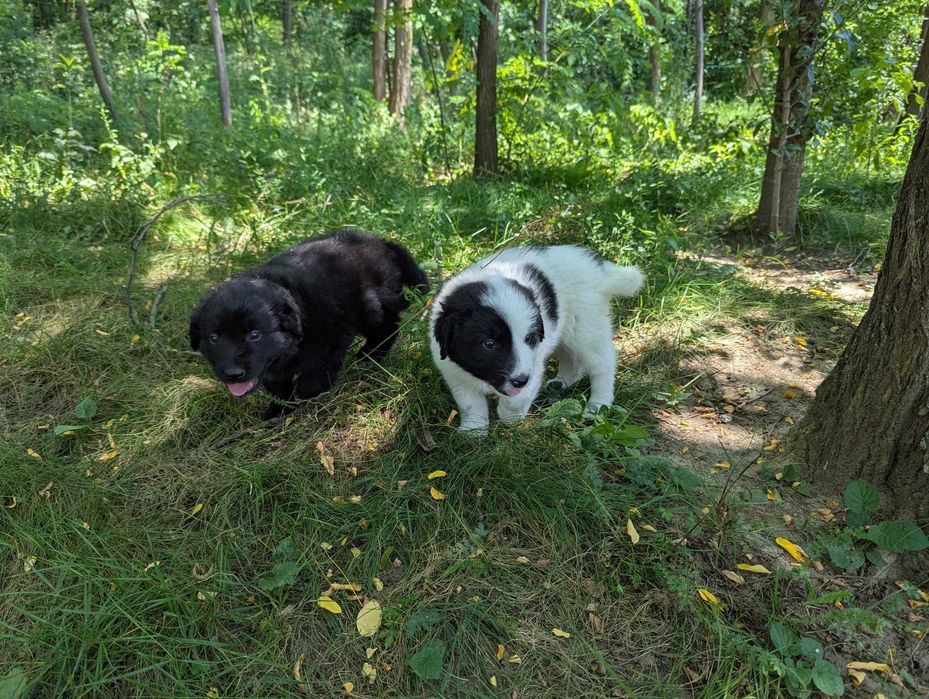 Catei draguti pentru adoptie, Valea Danului, Arges