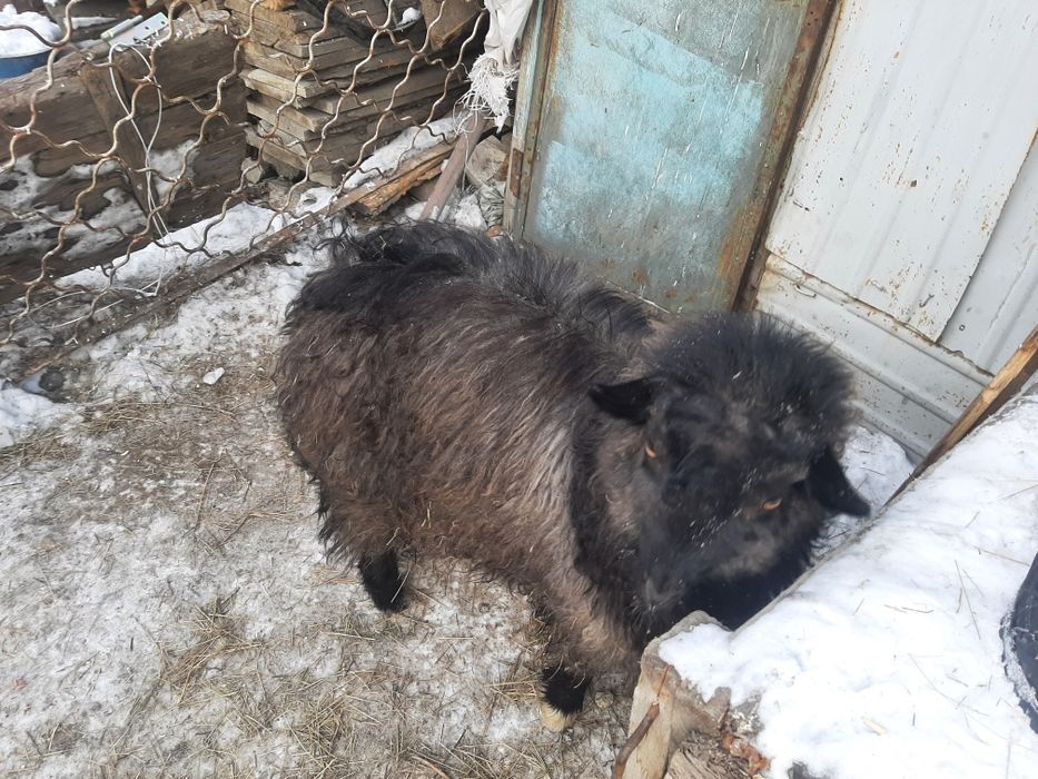 Продам Козлика ручного