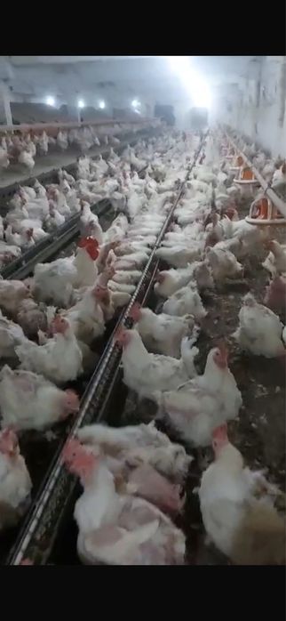 Vând gǎini de carne en gross