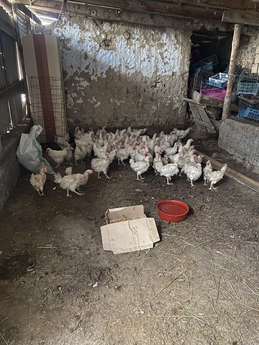 Куры несушки молодые