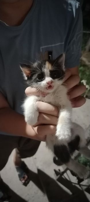 котята, 1 месячные