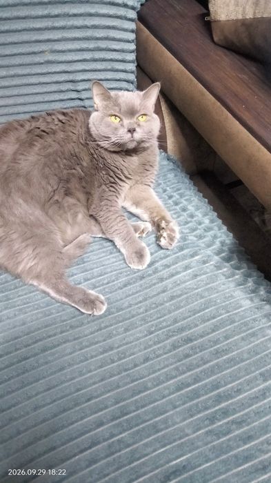 Отдам кота, приблудился.