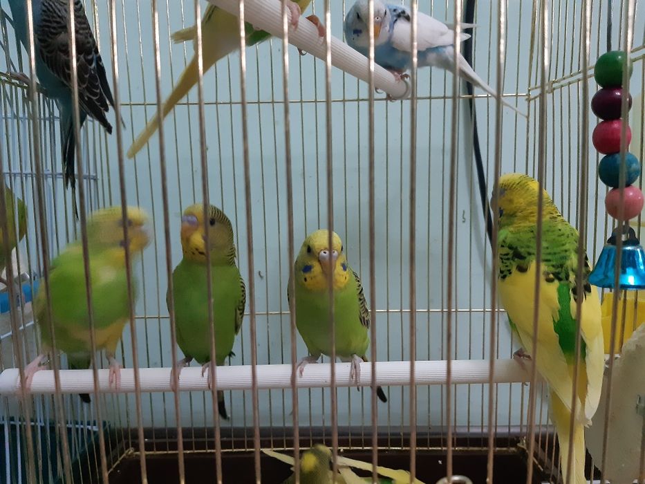 Chexskiy valnistiy papugay