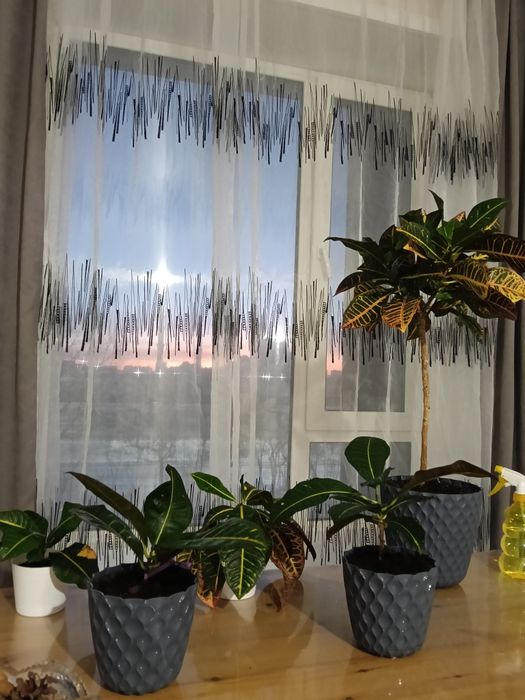 Цветок Кротон (Кодиеум).