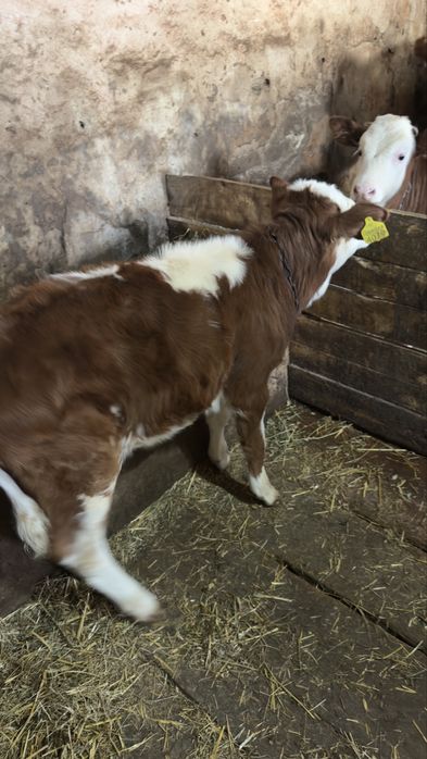 Vând 2 vițele…..