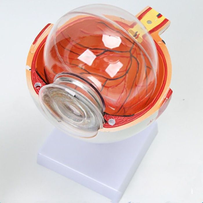 Макет человеческого глаза 21×14см - анатомический учебный инструмент/