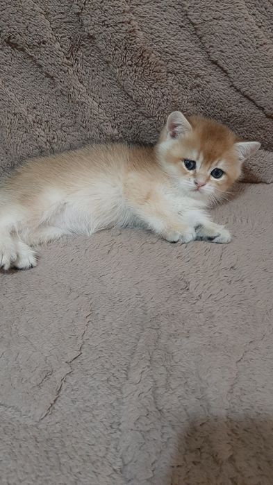 Золотая шиншилла, мальчик