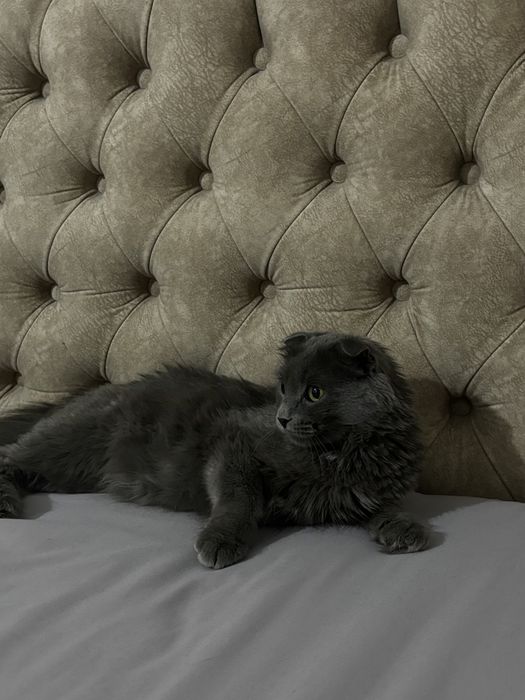 Scottish Fold мысык