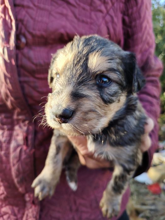 Щенки 1.5 месяца