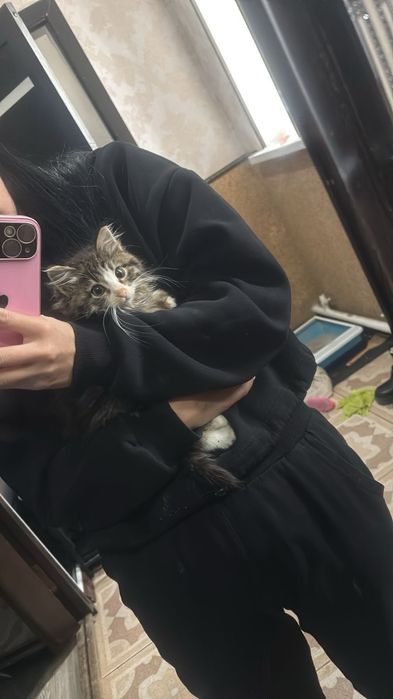 Котенок в добрые руки